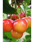 Черешня Дончанка (желто-розовая, средняя) | Черешня Дончанка (жовто-рожева, середня) | Prunus avium Donchanka